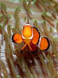 08 Clown Anemonefish